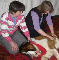 Canine massage