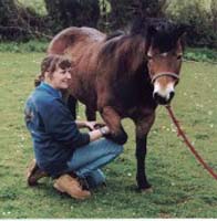Shiatsu on Darmoor pony