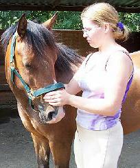Equine Massage in Surrey